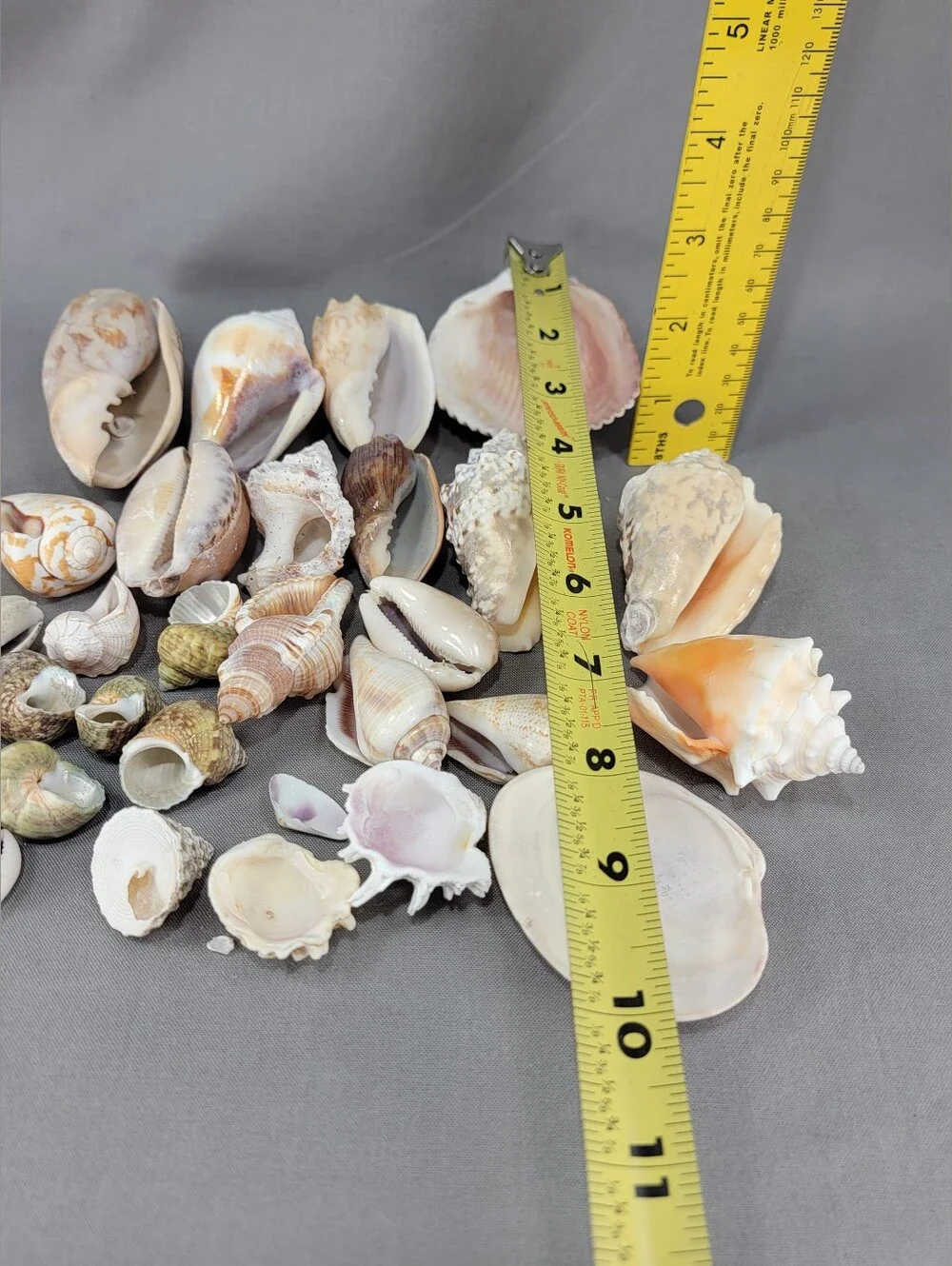 Mixed Shell Seashell Lot Beach Wedding Coastal Nautical Crafts Decor